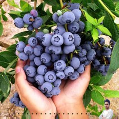 एक पेड़ पर लगते हैं 40 तरह के फल#a tree 40 type fruits