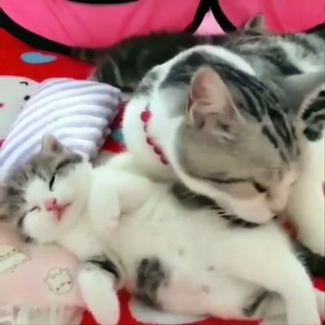 Cute Kittens Doing Funny Things 3
