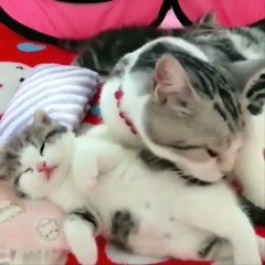 Cute Kittens Doing Funny Things 3