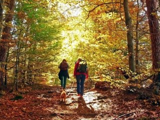 Sturmtief kommt: Deshalb ist ein Waldspaziergang jetzt tabu!