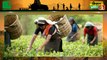 Kisan Bulletin : बारिश से भीग गई सोयाबीन (Soyabean) की तैयार फसल, बर्बादी देख फूट-फूटकर रोया किसान (Kisan) | Green TV