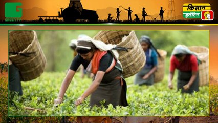 Kisan Bulletin : बारिश से भीग गई सोयाबीन (Soyabean) की तैयार फसल, बर्बादी देख फूट-फूटकर रोया किसान (Kisan) | Green TV