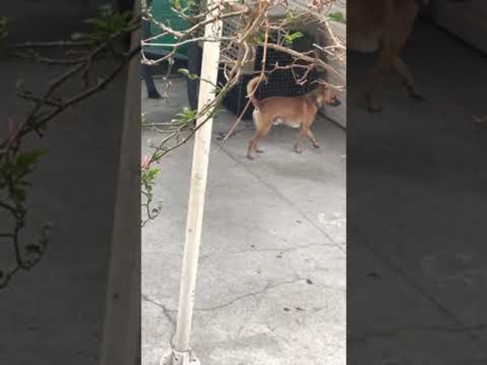 Escapee Doggy Sends Himself to Timeout