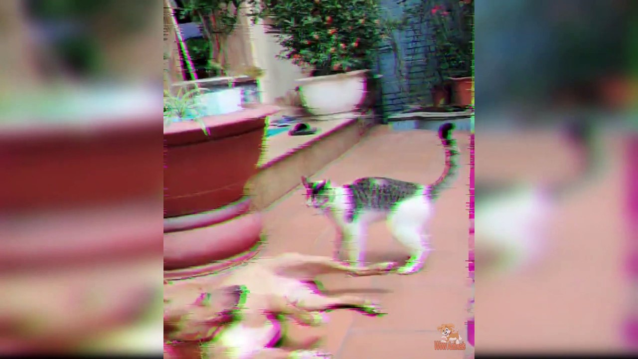 Dog Reaction to Cat - Funny Cats vs Dogs Reaction Compilation