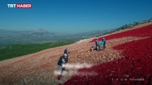 22 dönümlük araziye işlenen Türk bayrağı esnafın desteğiyle boyanıyor