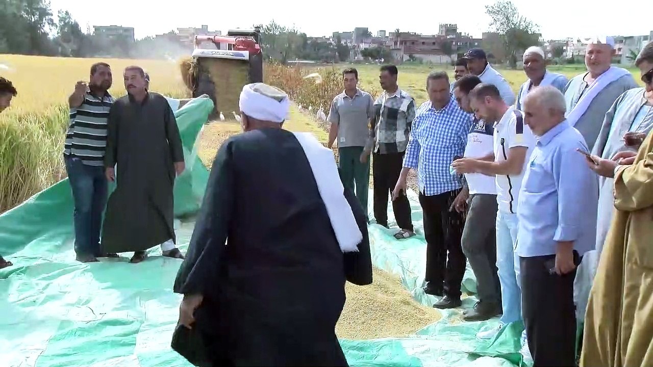 بدء حصاد محصول الأرز بـ«زراعة الاسكندرية»