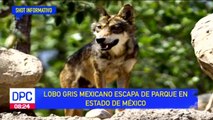 Lobo gris mexicano escapó de un parque en Edoméx