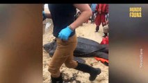 Tortuga marina es rescatada y devuelta al mar tras los esfuerzos de un grupo de personas