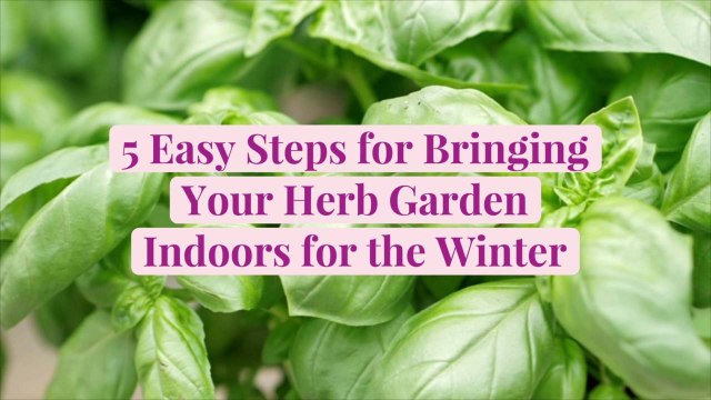 5 Easy Steps for Bringing Your Herb Garden Indoors for the Winter
