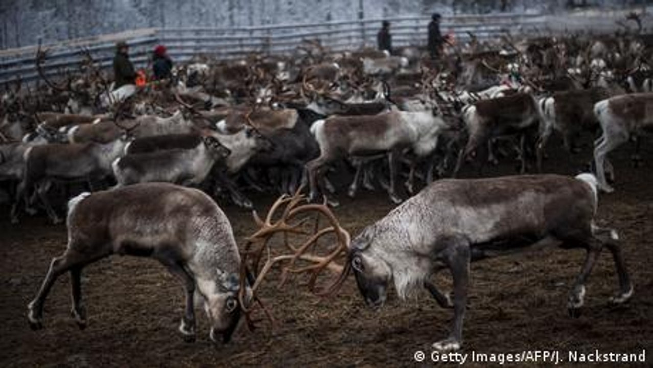 Schweden: Gegenwind im Rentierland