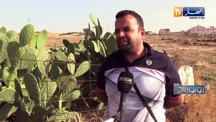 روبورتاج. تربية المواشي مهنة متوارثة في أم البواقي