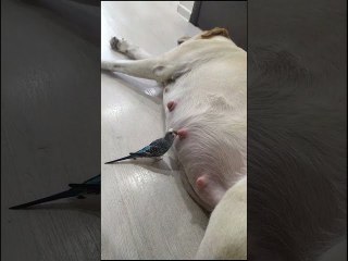 Sleeping Dog Disturbed By Bird