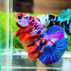 IKAN CUPANG || IKAN CUPANG TERMAHAL || IKAN CUPANG SULTAN #shorts #fyp #cupang