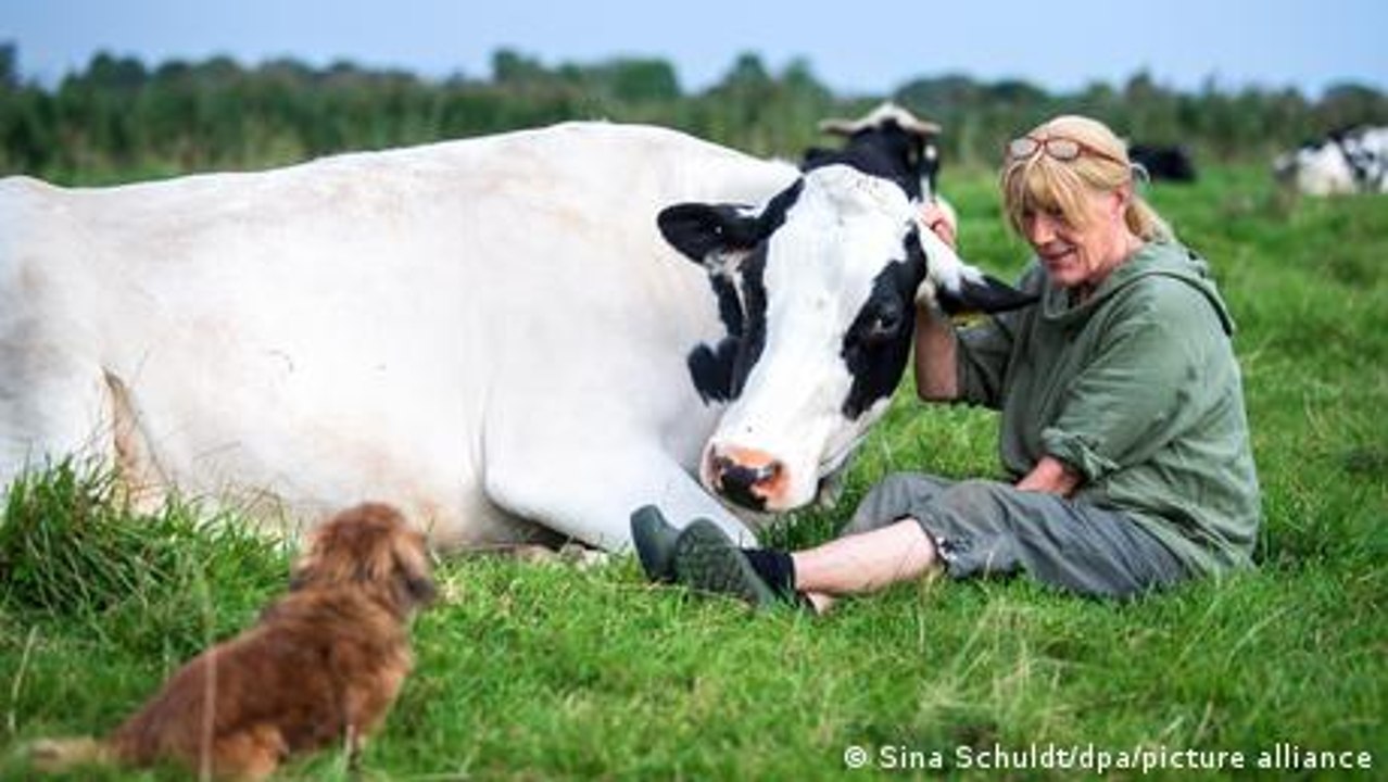 Ein Altersheim für Kühe