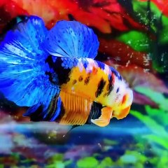 IKAN CUPANG || IKAN CUPANG TERMAHAL || IKAN CUPANG SULTAN #shorts #fyp #cupang