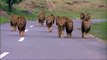 Des dizaines de lions s'approchent d'une voiture perdue dans la savane