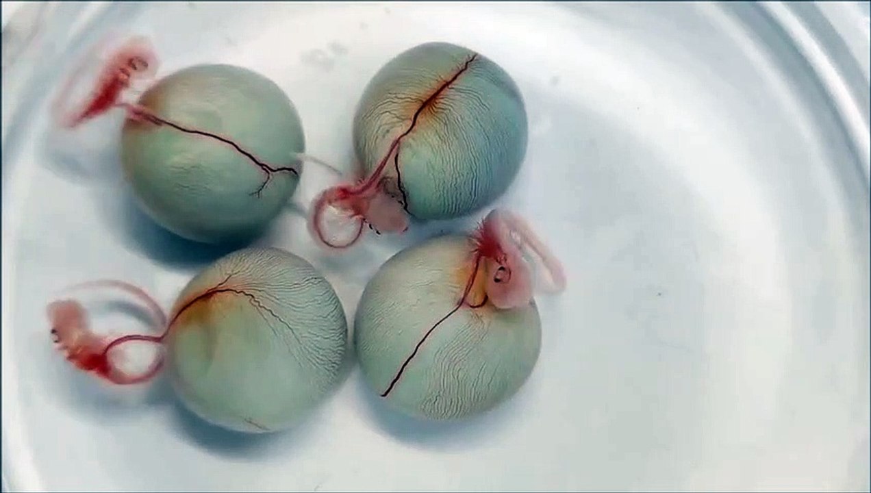 Des embryons de requin en plein développement... Magnifique
