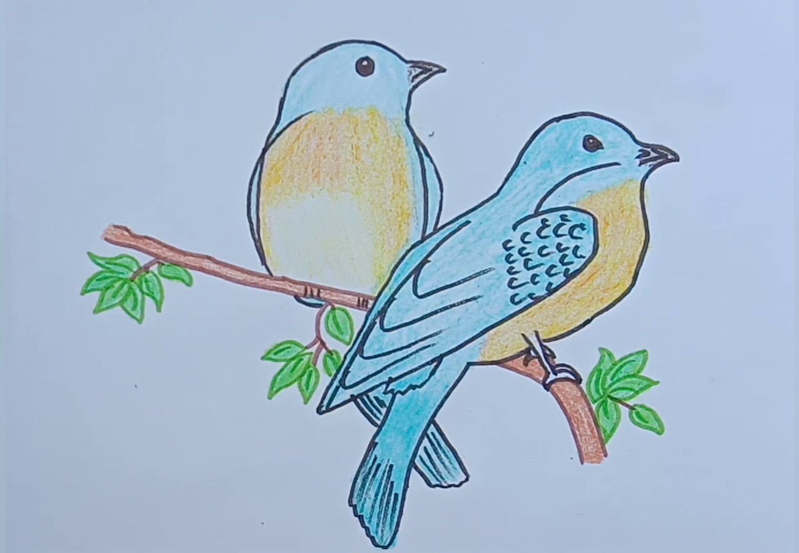 Pair birds drawing - video Dailymotion