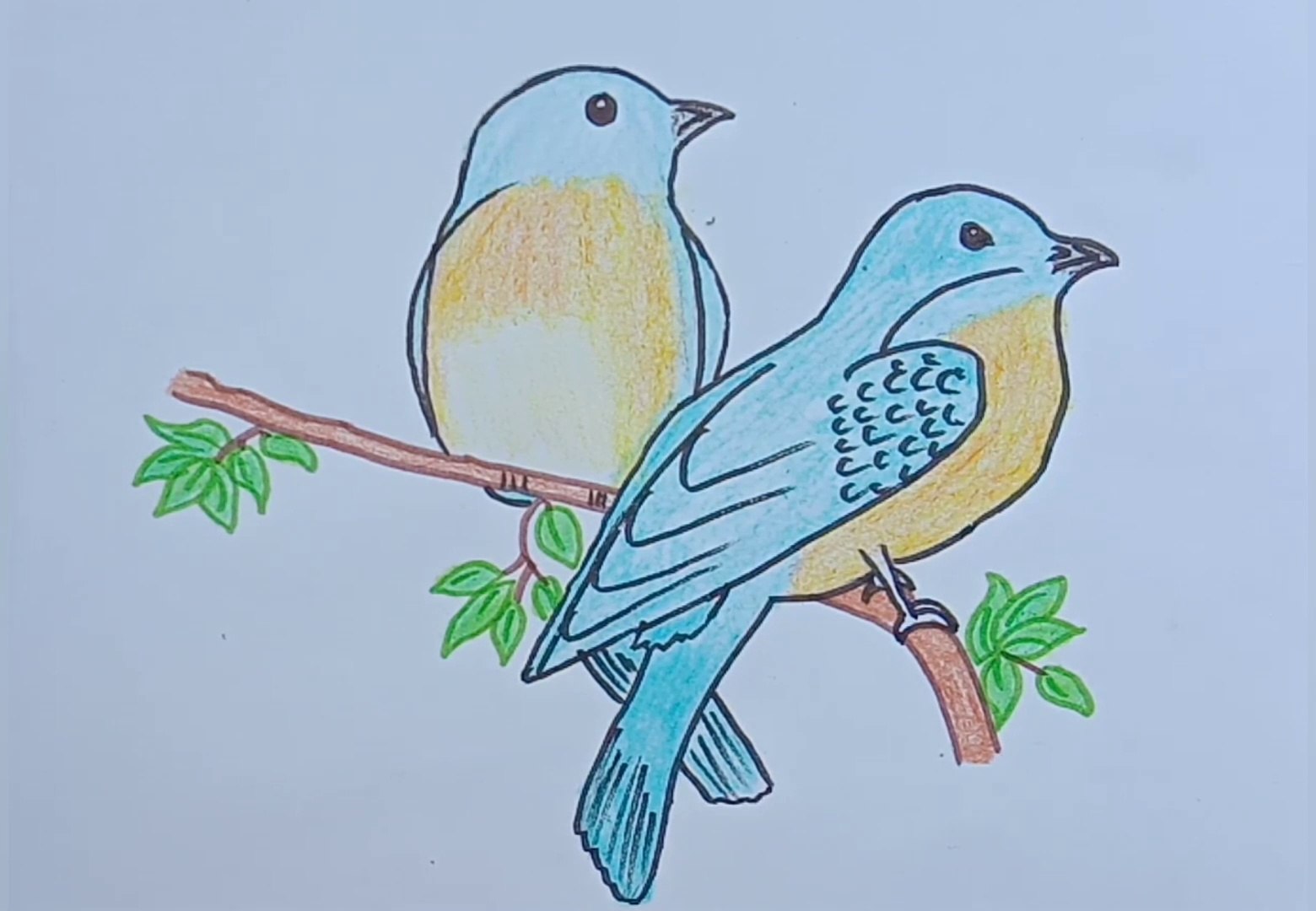 Love Bird Drawing In Color