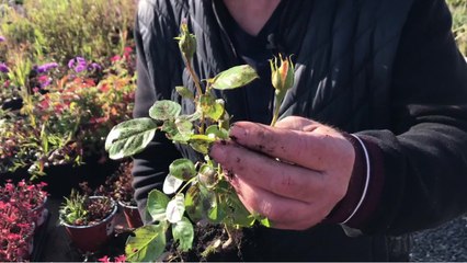 TUTO JARDIN - LA PLANTATION DU ROSIER