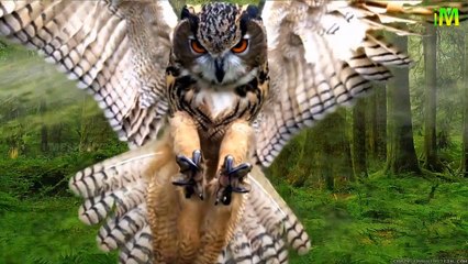 Snowy Owl l Unknown Facts l Amazing facts about Snowy Owl l I Memory