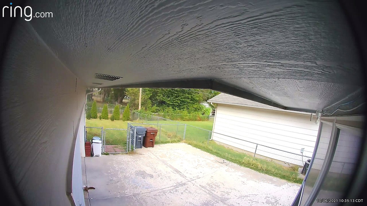 Squirrel Gets Head Stuck in Yogurt Container video Dailymotion