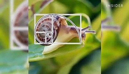 How nature inspired the design of the McLaren P1 and Mini Cooper