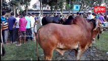 মাঝারি সাইজের গরু দাম _ Big cow korbani 2021 _ Vai koto nilo _ Vumika TV _ Vumika Online News