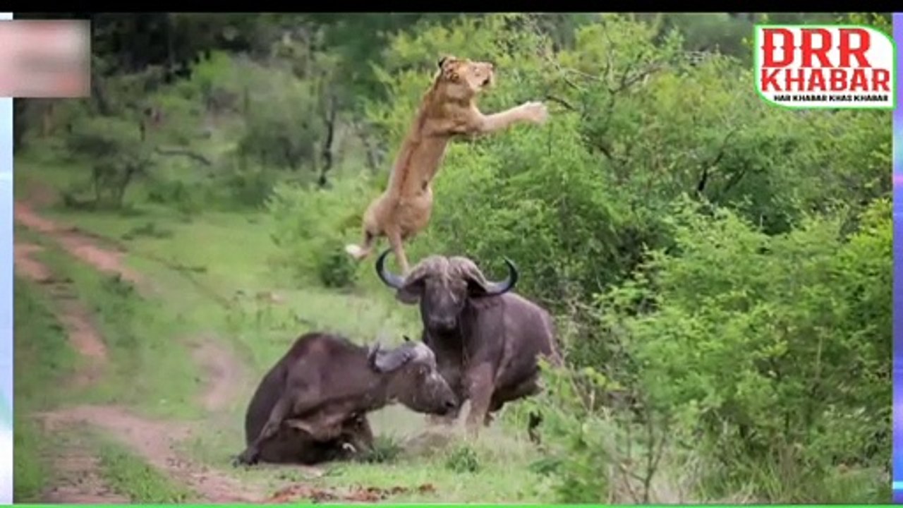lion vs buffalo real fight । lion vs buffalo real fight buffalo wins । lion vs buffalo real fight to death । buffalo kills lion unbelievable । buffalo kills lion real fight । sher aur bhains ki ladai dikhao । sher aur bhains ki ladai jangli janwar । wild