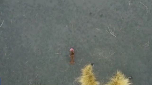 Operator Drone Coba Selamatkan 4 Anjing yang Terjebak di Gunung Berapi La Palma