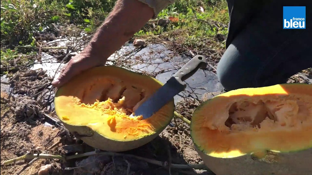 La courge grise du marais breton vendéen