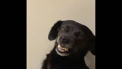 Doggie Gives a Big Smile
