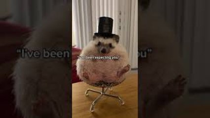 Peter Quill the Hedgehog Sports Stylish Top Hat