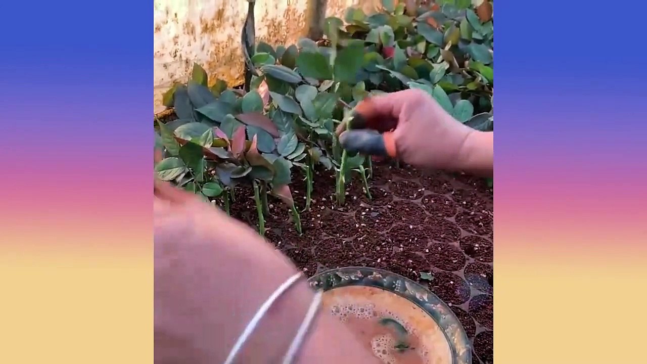 Oddly Satisfying & Relaxing Video that Calms You Before Sleep | Most Mesmerizing Videos