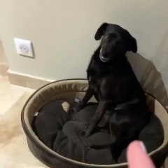 Doggie Gives a Big Smile