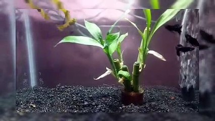 guppy fish - small - cute..