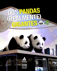 Una pantalla 3D y dos pandas realmente gigantes 