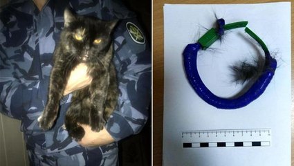 Rusya'da hapishane içinde uyuşturucu taşıyan kedi yakalandı