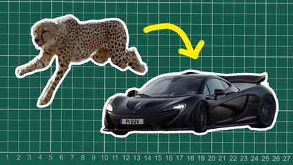 How nature inspired the design of the McLaren P1 and Mini Cooper