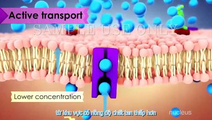 Vận chuyển trao đổi chất của tế bào (Cell Transport)