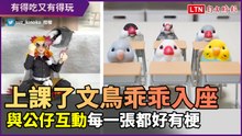 上課鐘響了文鳥乖乖入座？與公仔歡樂互動　每一張都超有梗
