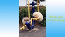 Cute Pets Doing Funny Things - Cutest Pets In The World 2021