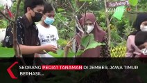 Pegiat Tanaman asal Jember ini Bagikan Teknik Khusus Budidaya Buah Tin