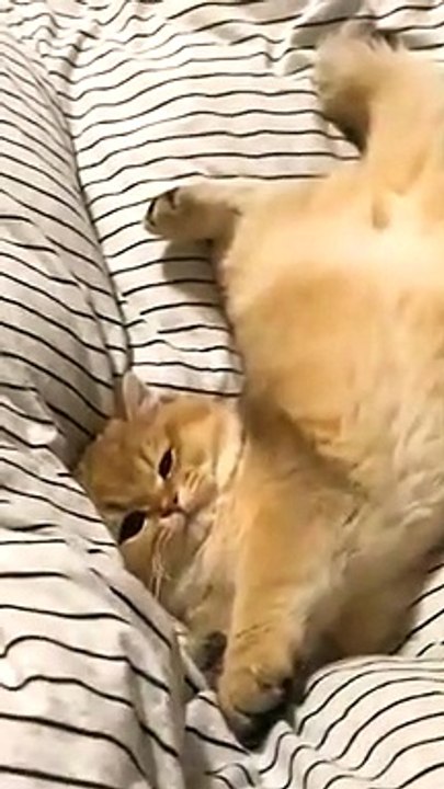 A clean cat 