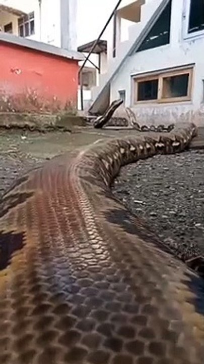 the giant snakes