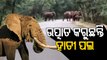 Panic Grips Locals As Elephant Herd Enters Nuapada Villages