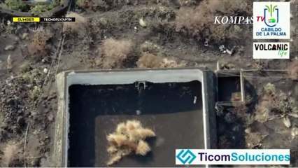 Momen Penyelamatan Hewan Terperangkap karena Aliran Lahar Gunung La Palma