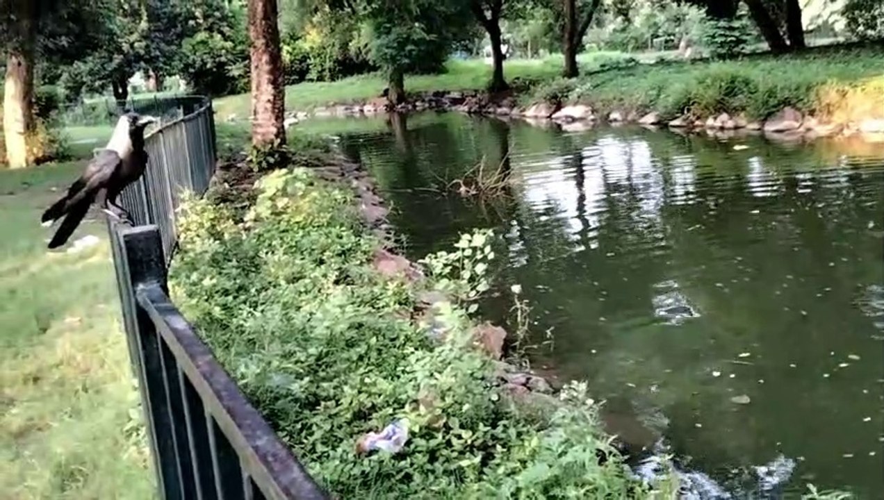 Crow Noises For Cats | Crow Sounds For Cats | Sound Of Crow Bird | Kingdom Of Awais