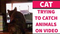 'Silly cat tries to catch animals on TV screen'