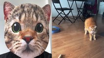'Owner walks up to his pet cats while wearing a creepy cat mask *EPIC REACTIONS*'